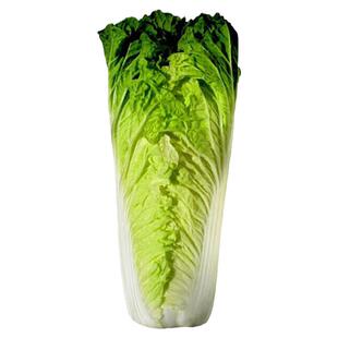 申荣黄金菜种子速生快菜黄芽大白菜籽狮子头夏秋季蔬菜黄心青菜孑