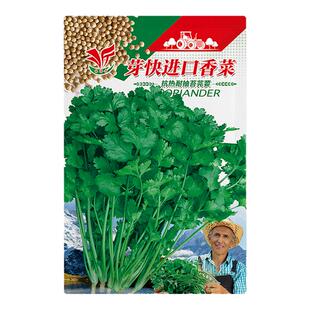 香菜籽种四季种孑大种植盆青菜种籽大全芫荽秋后菜种子阳台盆栽