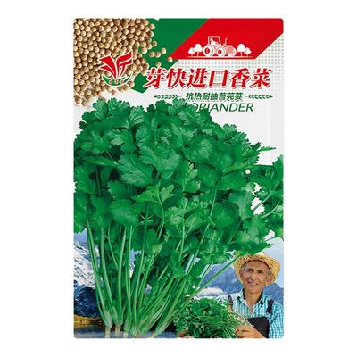 籽种青菜蔬菜香菜种子