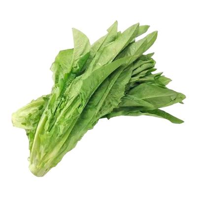 油麦菜籽油麦菜种籽油麦菜籽