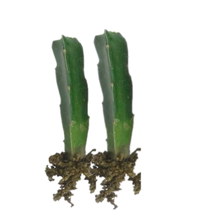 30公分嫁接火龙果三角柱蟹爪兰猴尾仙人球令箭花龙骨嫁接钻木嫁接