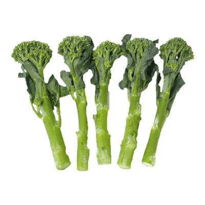 西兰苔种子有机西洋芥兰