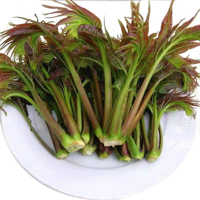 香椿芽新鲜野生香春现摘