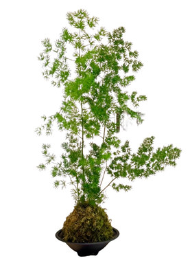 蓬莱松盆栽高级感绿植好养易活