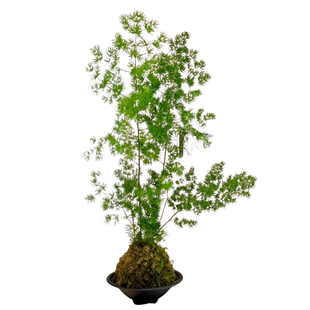 放青松蓬莱松盆栽客厅办公室桌面高级感绿植好养四季常青创意植物