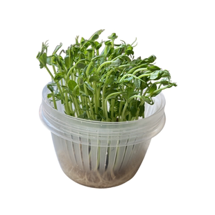 鹦鹉豌豆苗饲料大叶蔬菜维他命鸟粮零食啃咬趣味手养虎皮牡丹玄凤