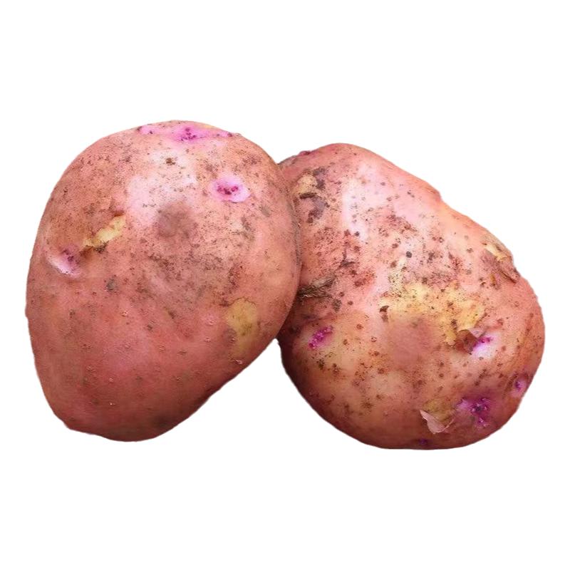 云南正宗红皮土豆农家种植新鲜现土豆