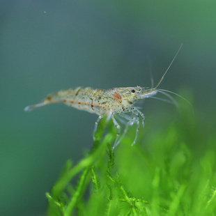 除藻虾水族箱鱼缸观赏虾水族箱鱼缸草缸宠物虾清洁虾工具 黑壳虾