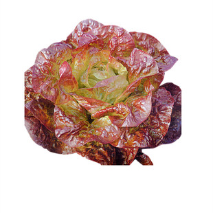 紫奶油生菜种子阳台盆栽四季播蔬菜生菜种孑紫叶可生吃蔬菜菜籽