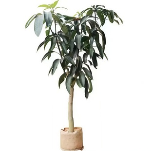 芒果树苗嫁接贵妃芒四季芒金煌芒果苗树盆栽矮化庭院阳台当年结果