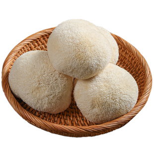 新鲜猴头菇1000g新鲜菌菇鲜猴菇菌蘑菇古田特产猴脑菌菌类煲汤料