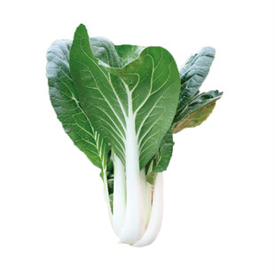 黑叶皇冠白菜种籽小白菜种子青菜鸡毛菜夏秋四季农家田园蔬菜种孑