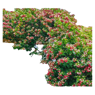 使君子爬藤植物大花苗重瓣带花苞水君子庭院阳台耐热花卉绿植驱蚊