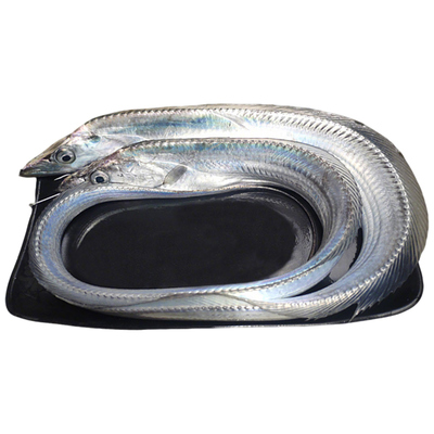 舟山带鱼新鲜冷冻钓带鱼3斤