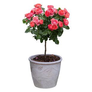 【新春】天狼棒棒糖月季微型丰花庭院花园月季玫瑰盆栽苗多季开