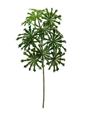 日本吊钟叶植物马醉木树枝简约