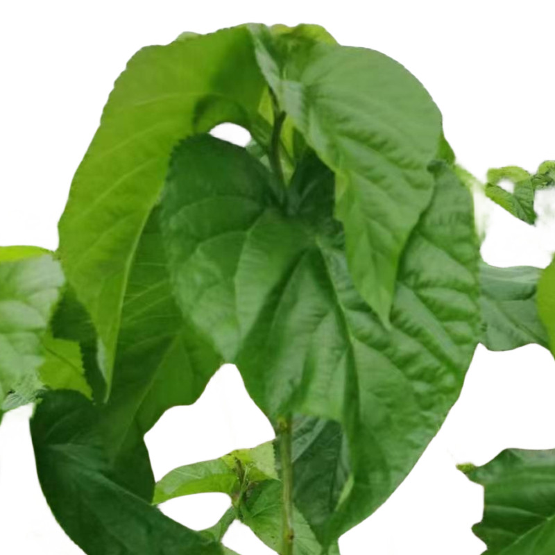 新鲜桑叶桑树叶蚕宝宝食物叶子