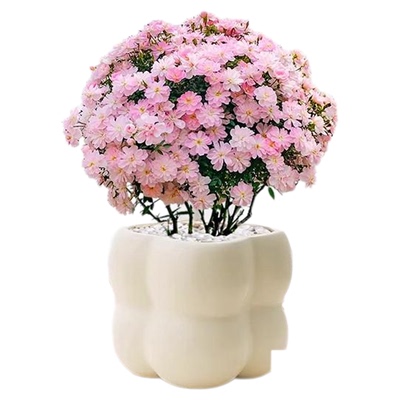 带花迷你微型四季开花