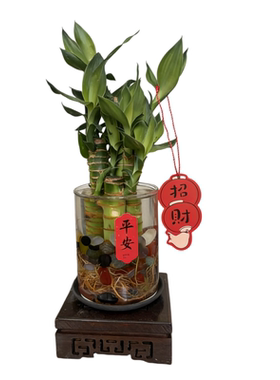 水培植物富贵竹盆栽室内文昌竹创意桌面绿植招财节节高绿植开运竹
