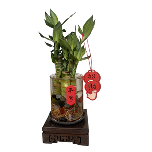 水培植物富贵竹盆栽室内文昌竹创意桌面绿植招财节节高绿植开运竹