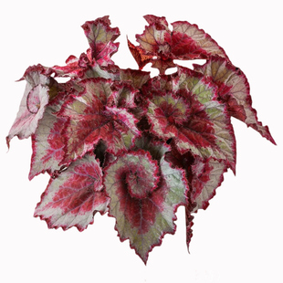 粉色系秋海棠盆栽室内客厅网红绿植焰火罗伯特高登圣尼克耐阴好养