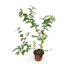 蓝莓树苗带花苞花香L25组培苗南北方种植高产F6阳台庭院果树盆栽