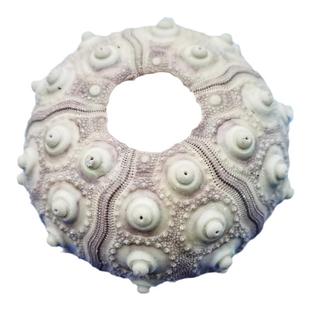 天然海胆壳 粉胆紫胆万家灯火海胆勋章海胆 创意装饰收藏观赏布景