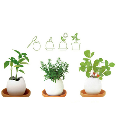 迷你小盆栽猪猪DIY儿童