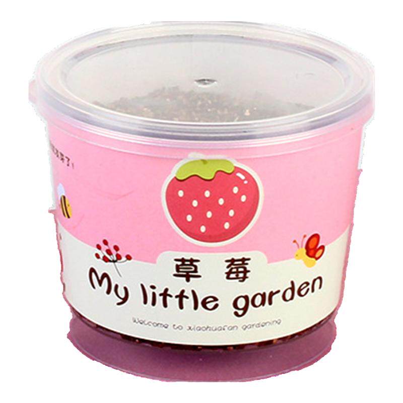 儿童种植小盆栽幼儿园向日葵植物