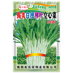 空心菜种子柳叶白梗空心菜小叶青菜种籽阳台盆栽大田四季蔬菜种孑