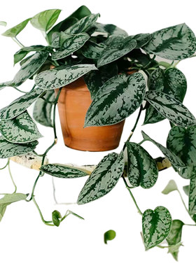 大叶银斑葛水培垂吊绿植桌面盆栽
