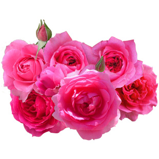 赤龙含珠  中国古老月季多头勤花抗病庭院阳台植物盆栽花卉