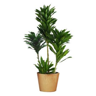 太阳神盆栽老桩龙血树室内客厅办公室大型落地绿植除甲醛四季常青