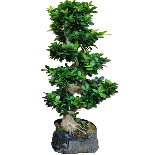 大型盆栽绿植小叶榕树老桩 S造型客厅庭院观茎盆景四季常青发财树