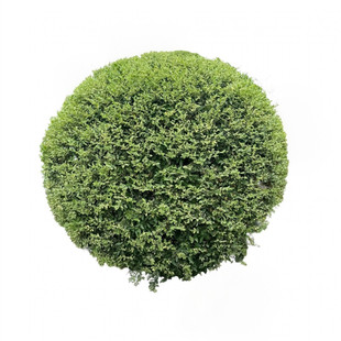 银姬小蜡球花镜庭院花园彩叶色块绿化耐寒花卉银姬水蜡花叶女贞球