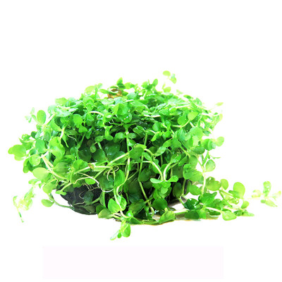 爬地矮珍珠植物活体淡水坨草