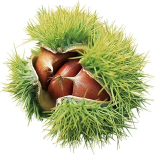 板栗苗树嫁接地栽南方北方种植大红袍当年结果特大板栗树果树果苗