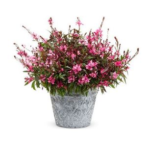 千鸟花苗山桃草盆栽户外花海多年生抗寒耐热大半年花期好