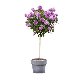 【斯基】伊芙系列棒棒糖树月季飞溅婚礼之路乙女心胭脂香水桩庭院