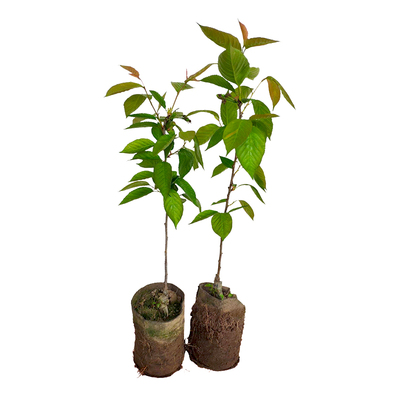 红妃乌皮嫁接樱桃树苗成森苗木