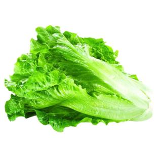 燎原绿色生菜叶生菜 2斤新鲜国家绿色认证产地直销 宝宝食用包邮