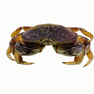 进口珍宝蟹鲜活冷冻太子蟹活冻面包蟹新鲜特大整只家宴顺丰礼盒