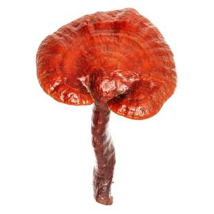 海南野生黄芽寄生黄碳寄生黄牛木黄汉黄皮槲寄生天然晒干老少皆宜