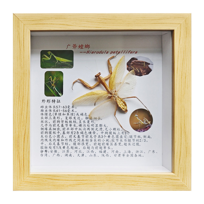 图文详情介绍昆虫标本科普相框