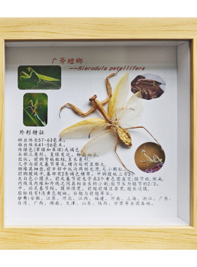图文详情介绍昆虫标本科普相框