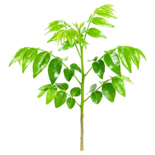 五倍子树苗中药材盐肤木树苗盆栽地栽庭院蜜源树绿化苗木耐寒植物