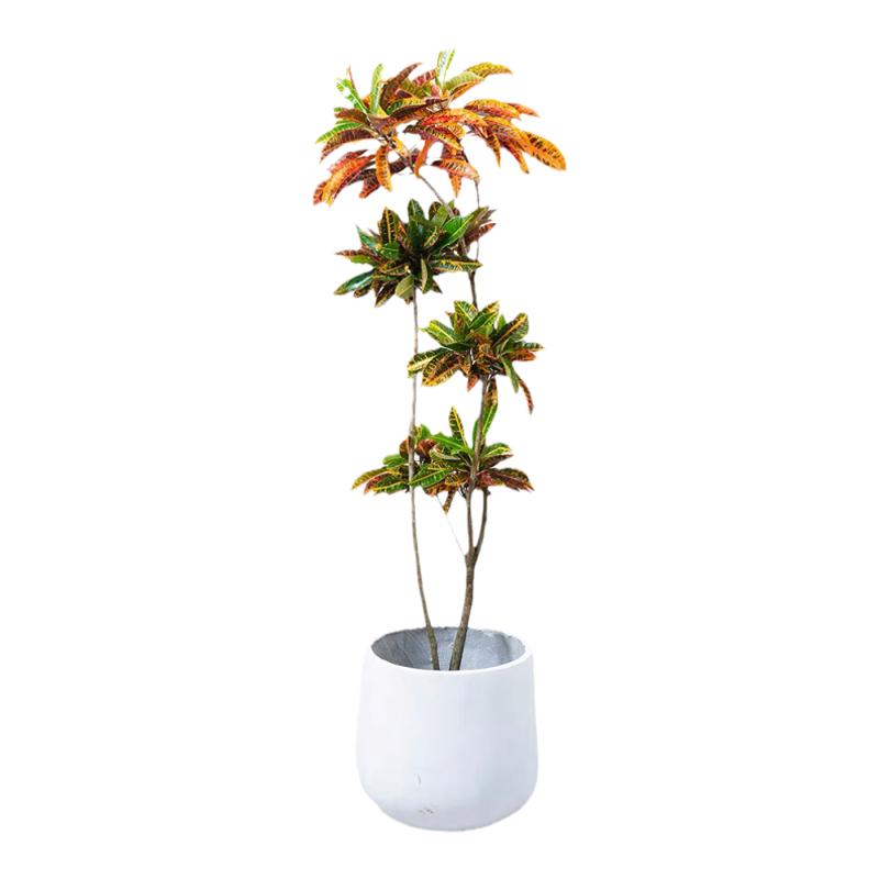 观叶变叶木变色植物室内