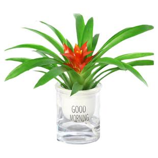 鸿运当头盆栽大盆红掌客厅摆放家养水培花卉植物室内花好养活四季