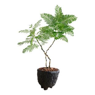 蓝花楹绿植小盆栽老桩双杆树苗室内桌面办公室四季好养活植物真花