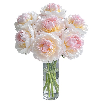 芍药鲜花云南直发重瓣羞涩女王